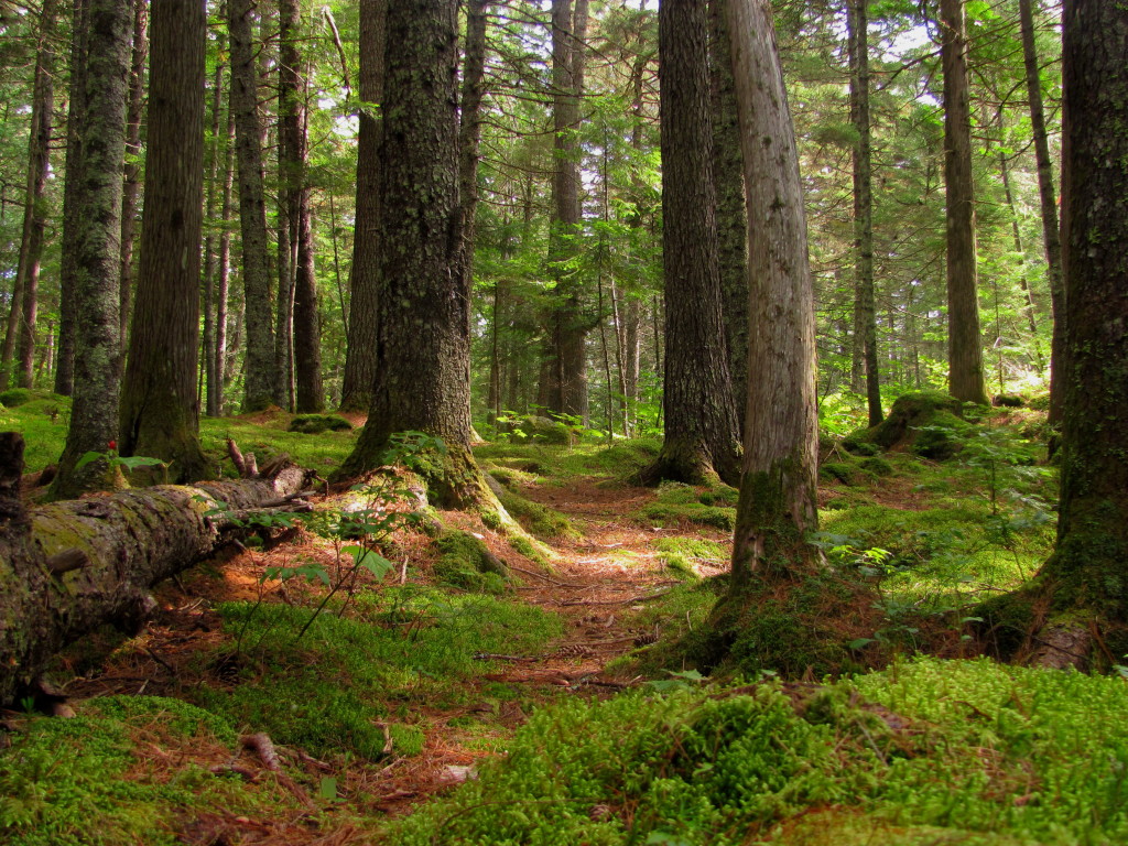 maine-forest-scene