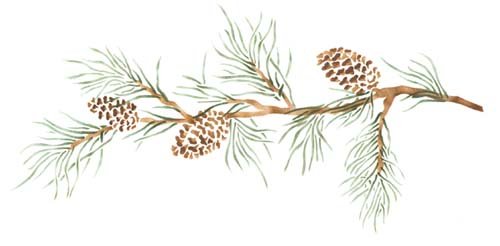 pine cone border